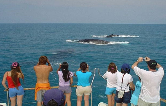 baleias_arraial